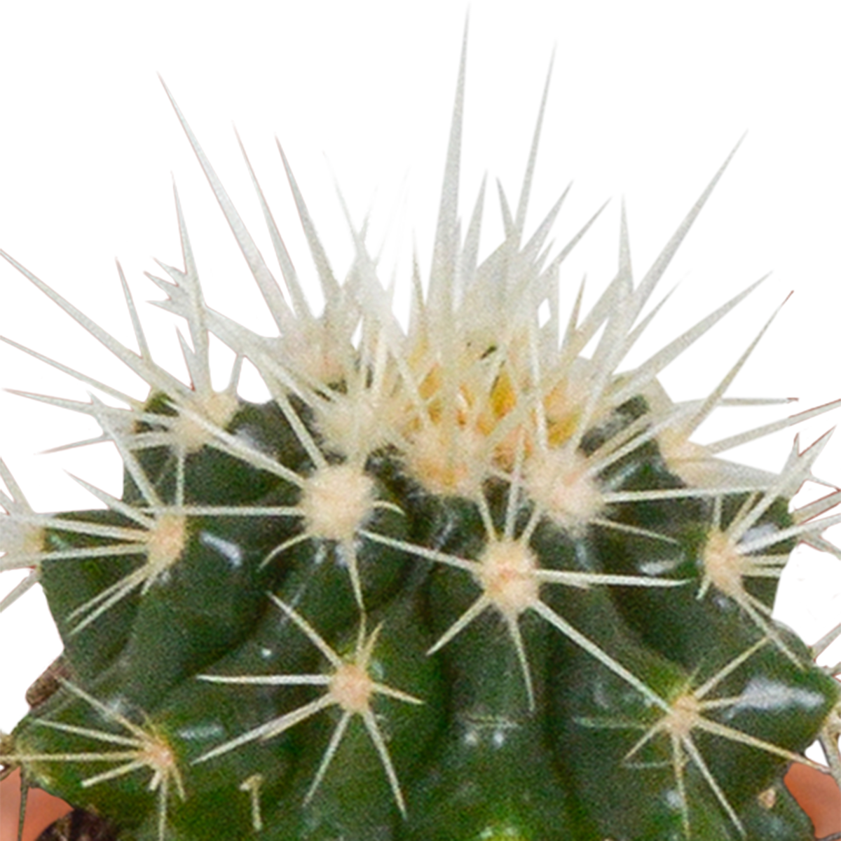 15× Mélange de cactus et plantes grasses (Cactaceae) sans pot décoratif – Ø6 cm, 13 cm de haut
