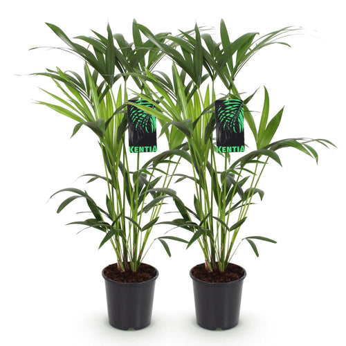 2× Howea forsteriana (Kentiapalme) – Ø 19 cm, 80–85 cm hoch