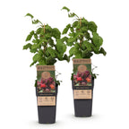 Rubus phoenicolasius (Japanese wineberry) – 2 plants, Ø15 cm, 50 cm high