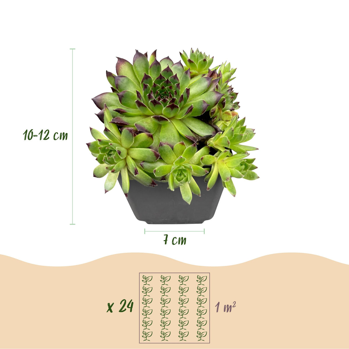 Sempervivum 'Big Sam' (joubarbe) – 24 plantes, Ø7 cm, 10–12 cm de haut – photo 2