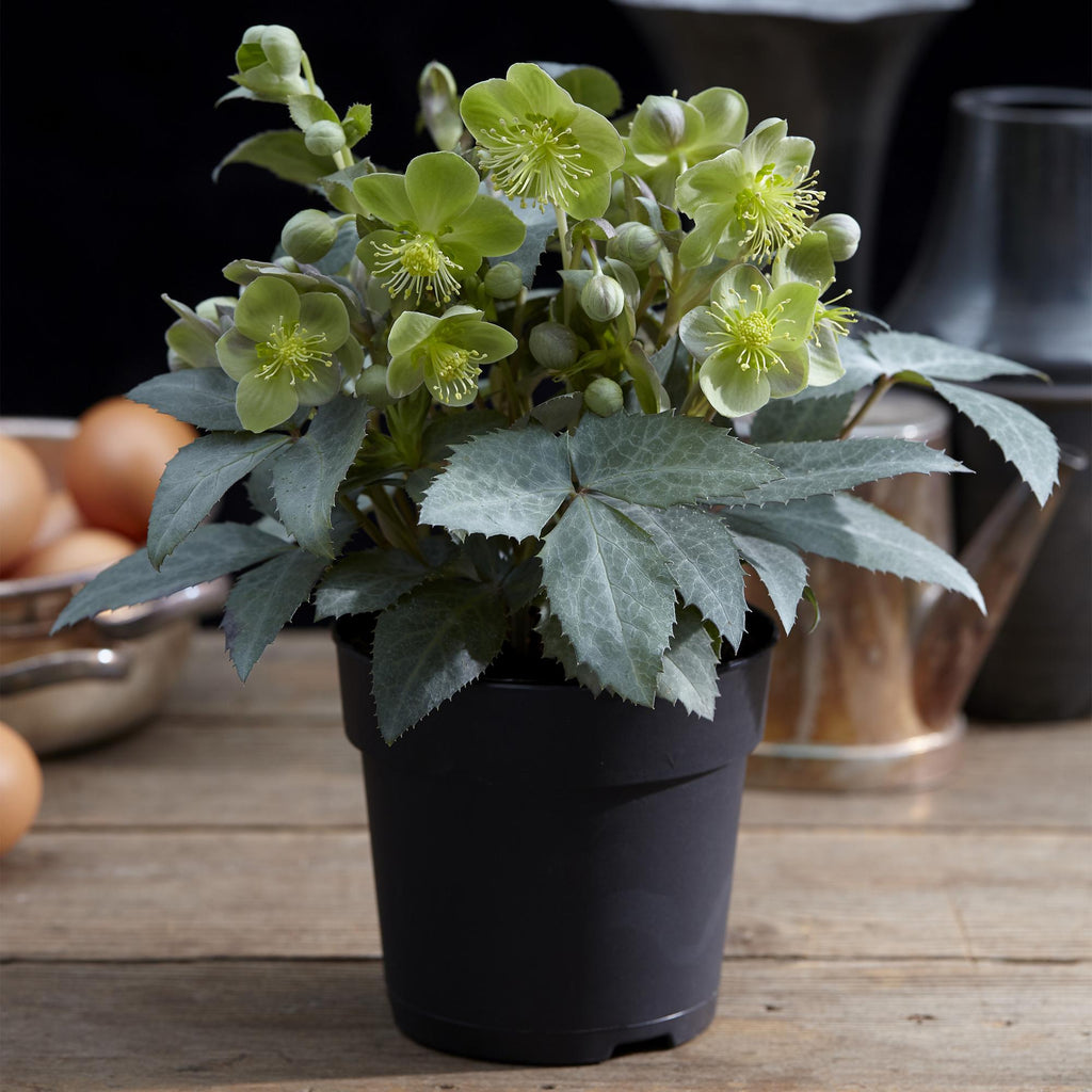 Helleborus sternii 'Silver Dollar' (kerstroos) – Ø14 cm, 35 cm hoog – foto 5
