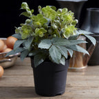 Helleborus sternii 'Silver Dollar' (kerstroos) – Ø14 cm, 35 cm hoog