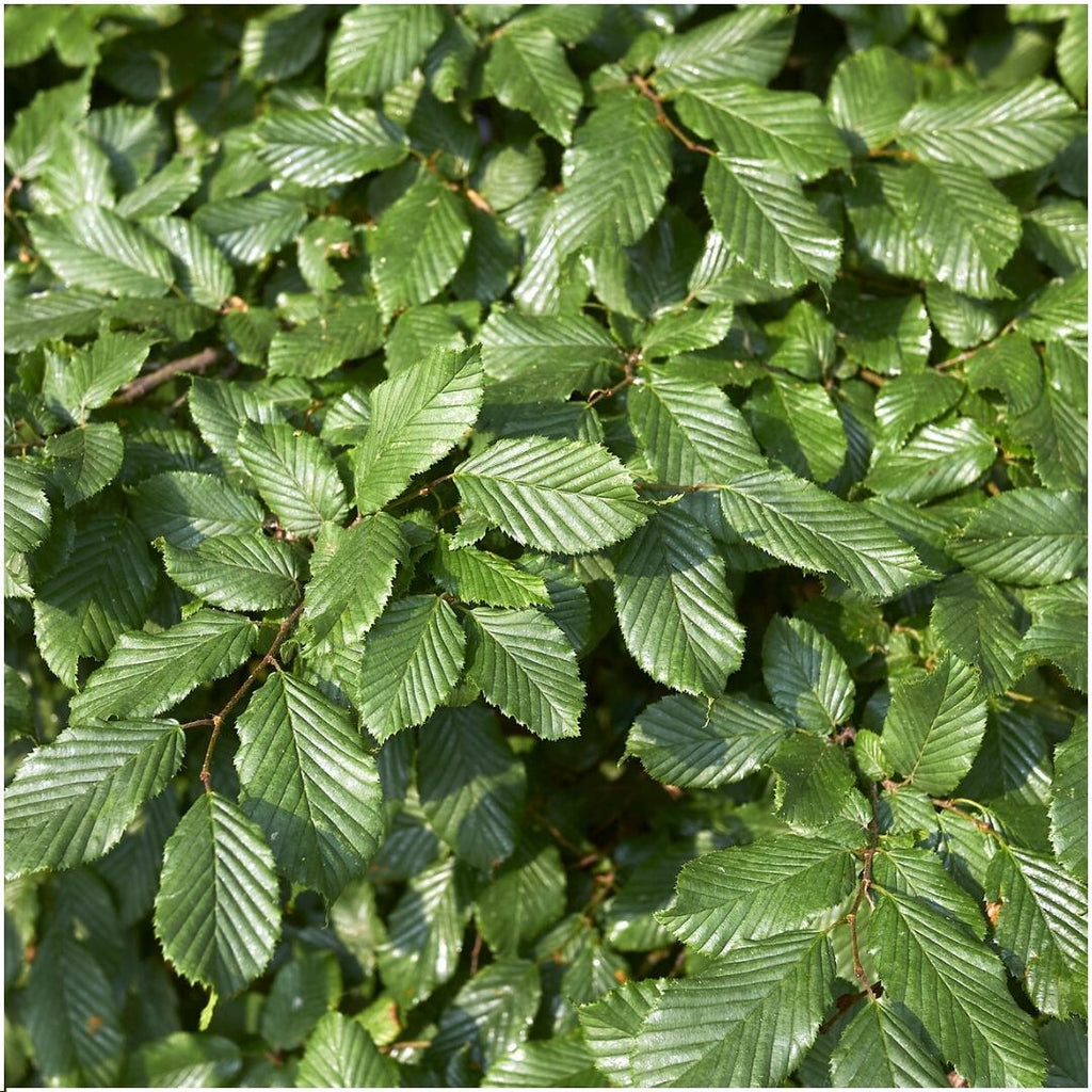 Carpinus betulus (haagbeuk) – 6 planten, 25 cm hoog – foto 3