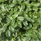 Carpinus betulus (haagbeuk) – 6 planten, 25 cm hoog