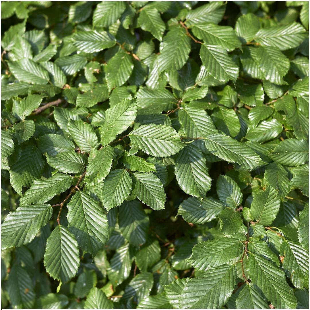 Carpinus betulus (haagbeuk) – 6 planten, 25 cm hoog