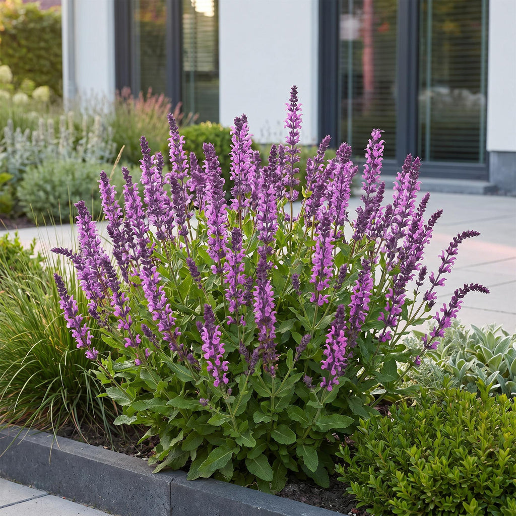 Salvia nemorosa 'Sense Deep Pink' (stäppsalvia) – rosa – 24 plantor, Ø11 cm, 15–25 cm hög – bild 6