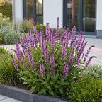 Salvia nemorosa 'Sense Deep Pink' (stäppsalvia) – rosa – 24 plantor, Ø11 cm, 15–25 cm hög