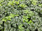 Pachysandra term. 'Green Sheen' (groundcover) – 60 plants, Ø9 cm, 10–25 cm high