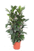 Ficus Cyathistipula – Ø27 cm, 100 cm høj