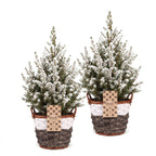 2× Picea glauca Conica (Weihnachtsbäumchen) mit Korb – Ø17 cm, 65 cm hoch – weiß
