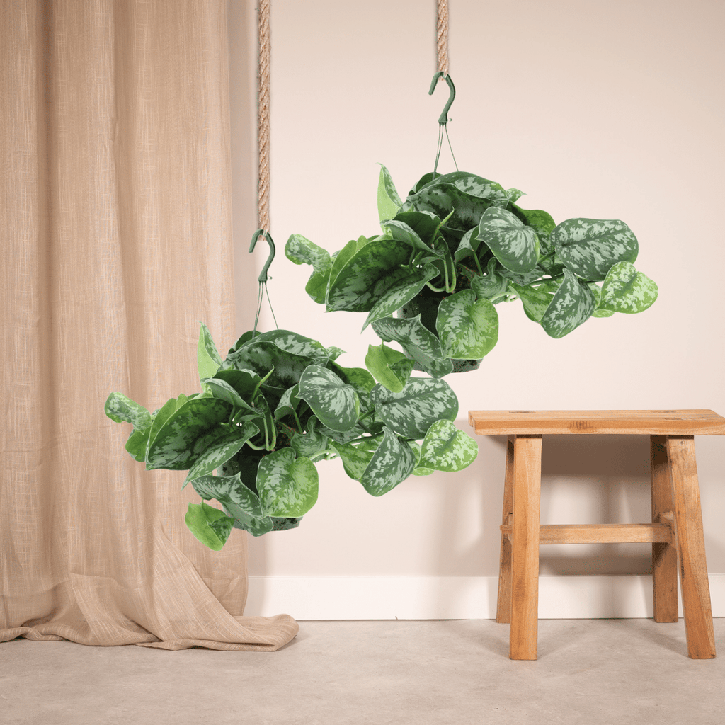 2× Scindapsus pictus Trebie (Epipremnum) – Ø15 cm, 25 cm høj