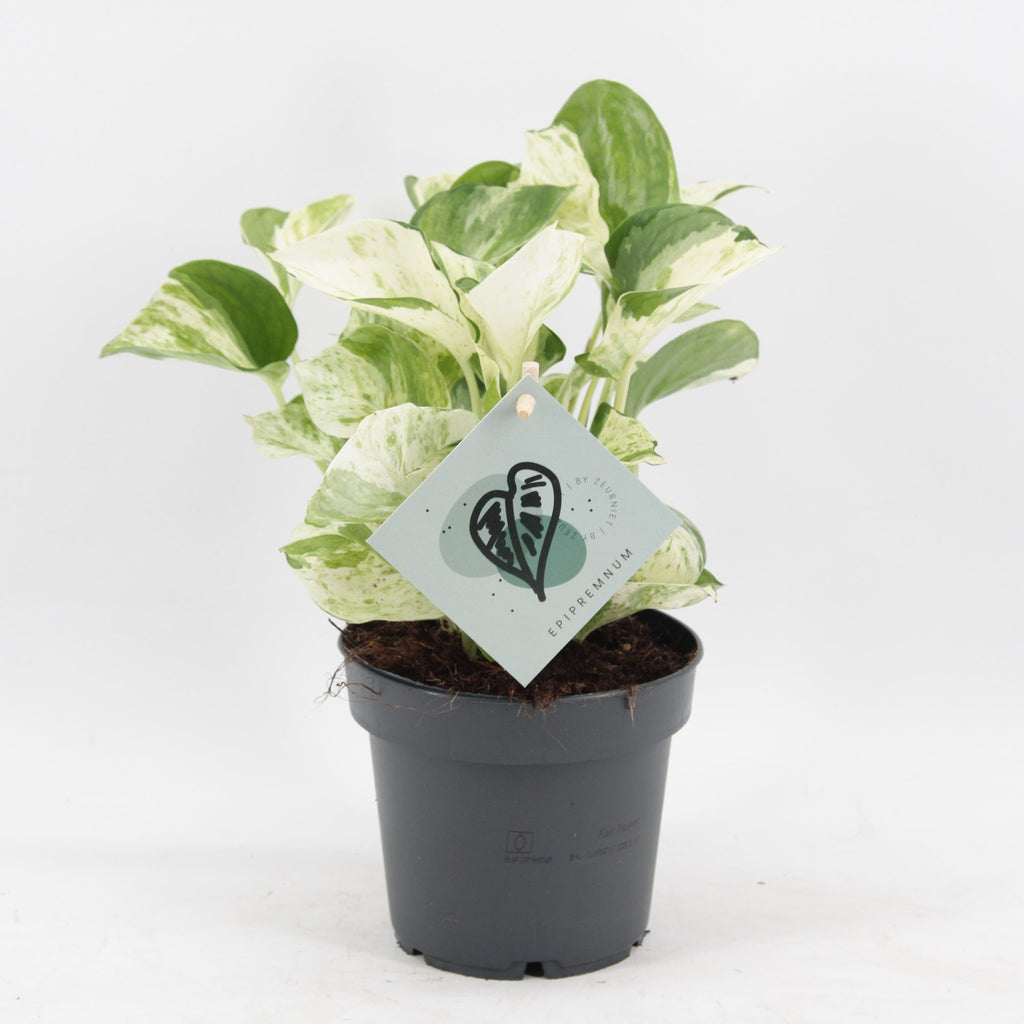 Epipremnum Manjula (Scindapsus) – Ø 12 cm, 25 cm hoch