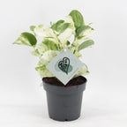 Epipremnum Manjula (Scindapsus) – Ø 12 cm, 25 cm hoch