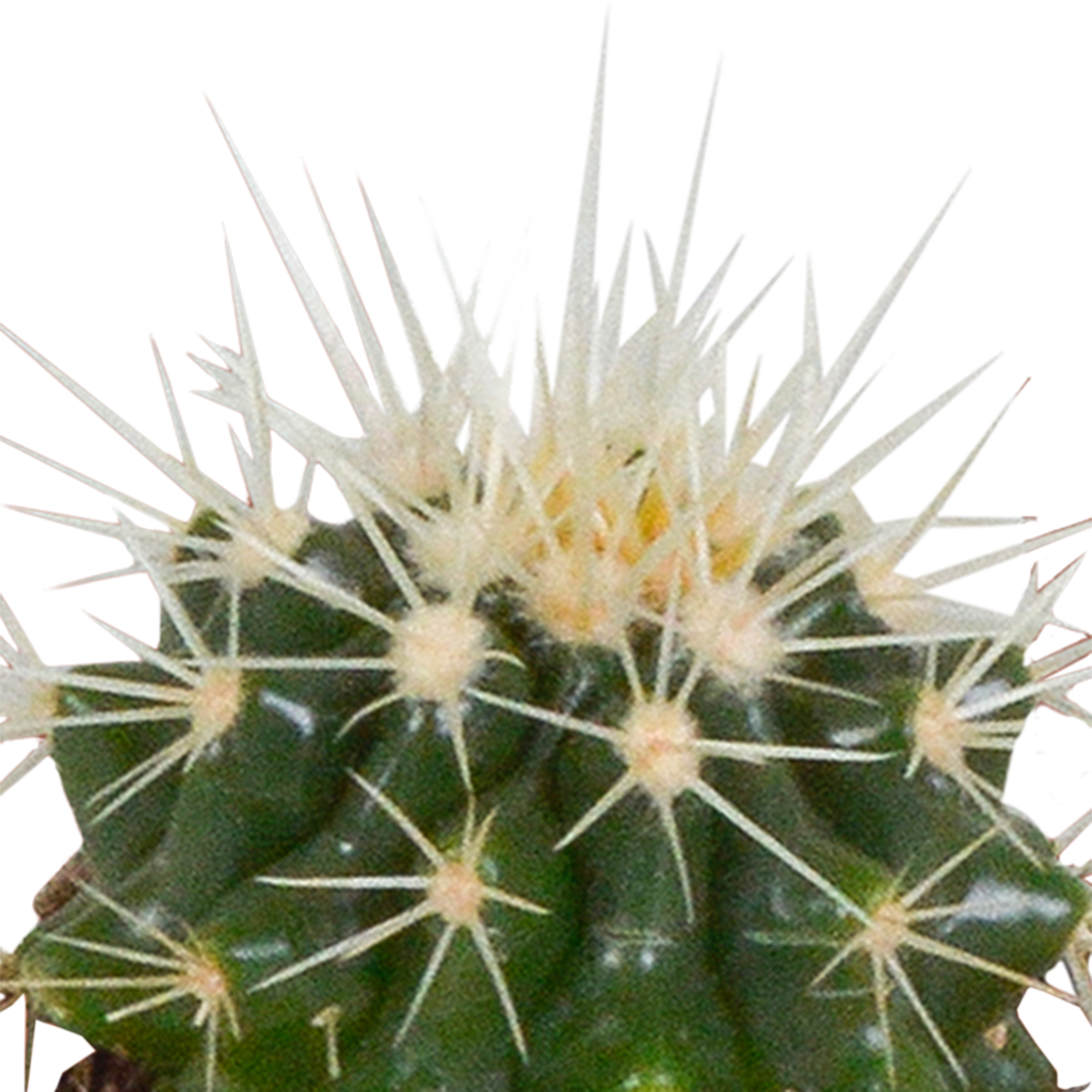 15× Cactus en vetplanten mix (Cactaceae) in witte pot – Ø7 cm, 13 cm hoog – foto 16
