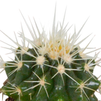 15× Cactus en vetplanten mix (Cactaceae) in witte pot – Ø7 cm, 13 cm hoog