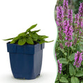 Stachys monnieri 'Hummelo' (oreille d'âne) – violet – 12 plants, Ø11 cm, 15–25 cm de haut