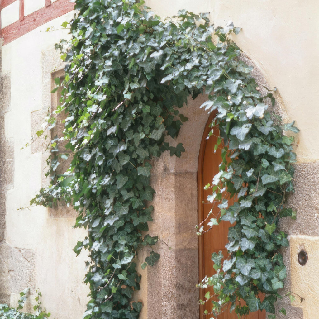 Hedera helix 'Glacier' (ivy) – 60 plants, Ø9 cm, 10–25 cm high – photo 6