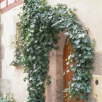 Hedera helix 'Glacier' (ivy) – 60 plants, Ø9 cm, 10–25 cm high