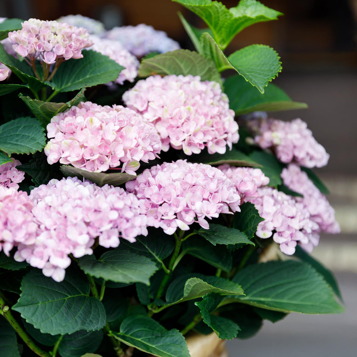 Hydrangea 'Magical Revolution Pink' – 2 planten, Ø23 cm, 55 cm hoog