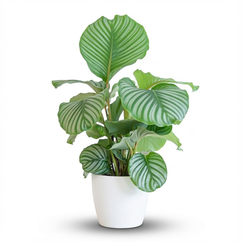 Calathea orbifolia i hvid Potter-pyntepotte – Ø21 cm, 65 cm høj