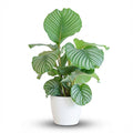 Calathea orbifolia i hvid Potter-pyntepotte – Ø21 cm, 65 cm høj