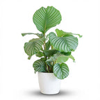 Calathea orbifolia i hvid Potter-pyntepotte – Ø21 cm, 65 cm høj