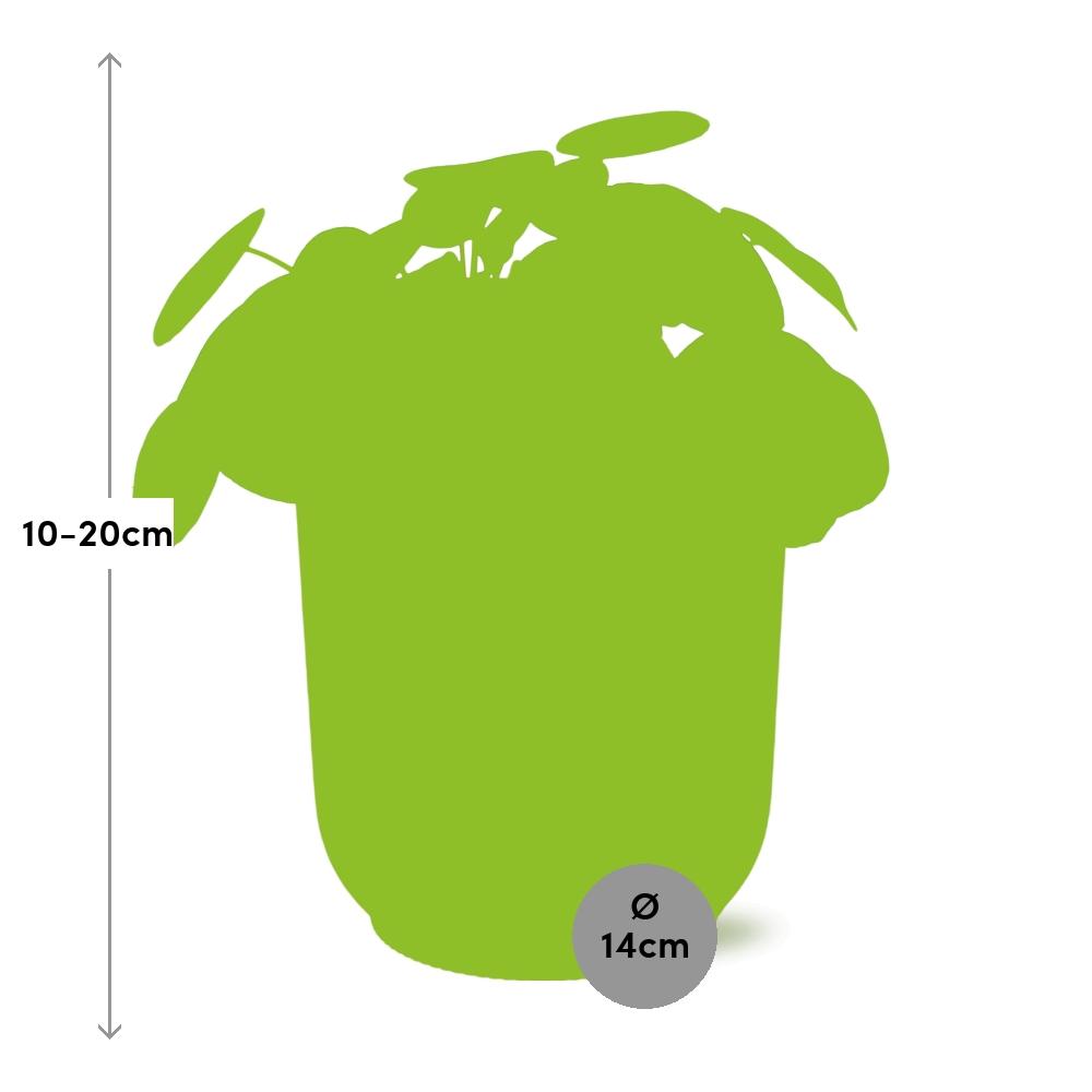 Pilea peperomioides 12 cm en ELHO Vibes Fold 14 cm rose (plante à crêpes) – 20 cm de haut – photo 3