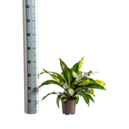 Plantenmix – Ø17 cm, 55–65 cm hoog