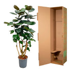 Polyscias Fabian (aralia) – Ø24 cm, 90 cm de haut