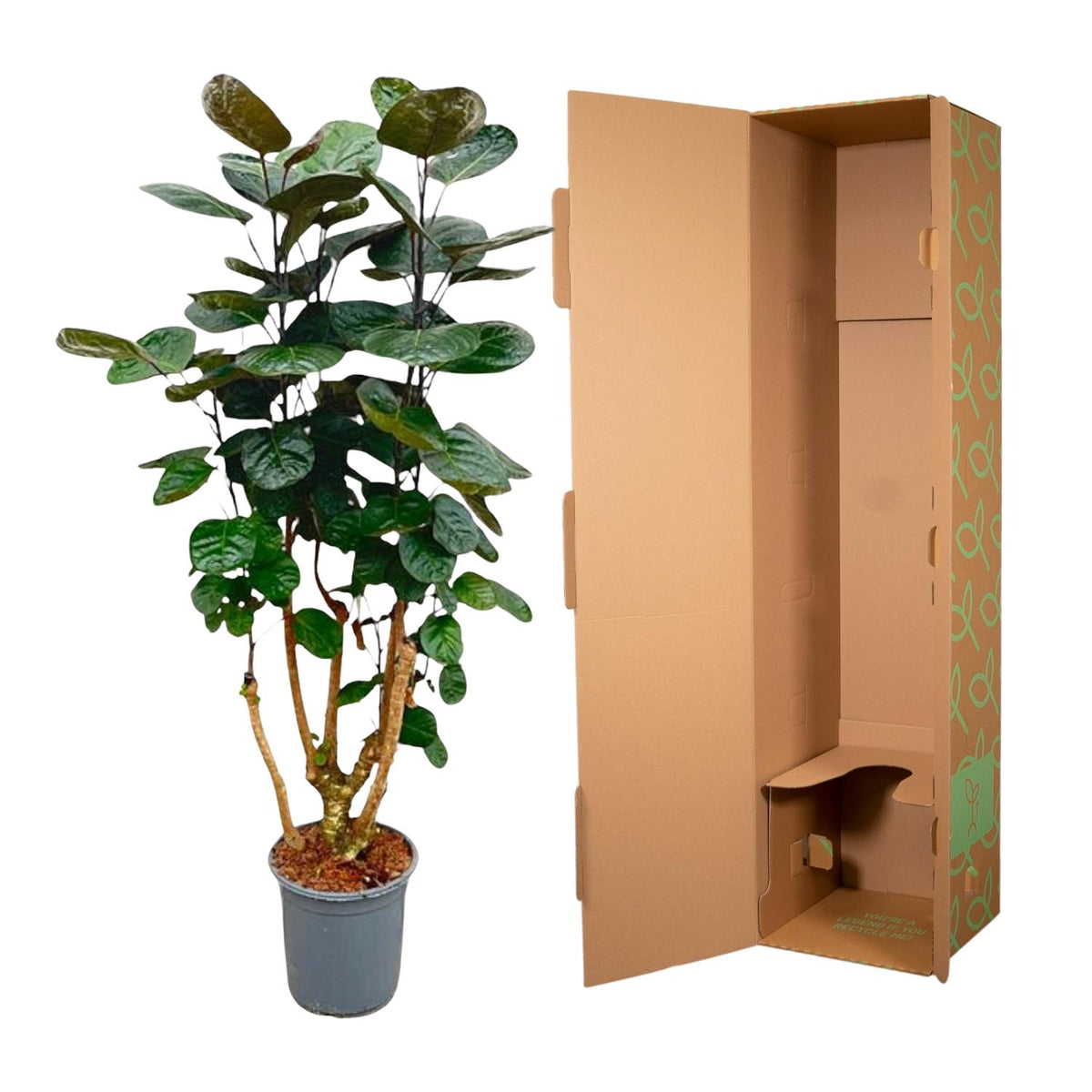 Polyscias Fabian (aralia) – Ø24 cm, 90 cm de haut