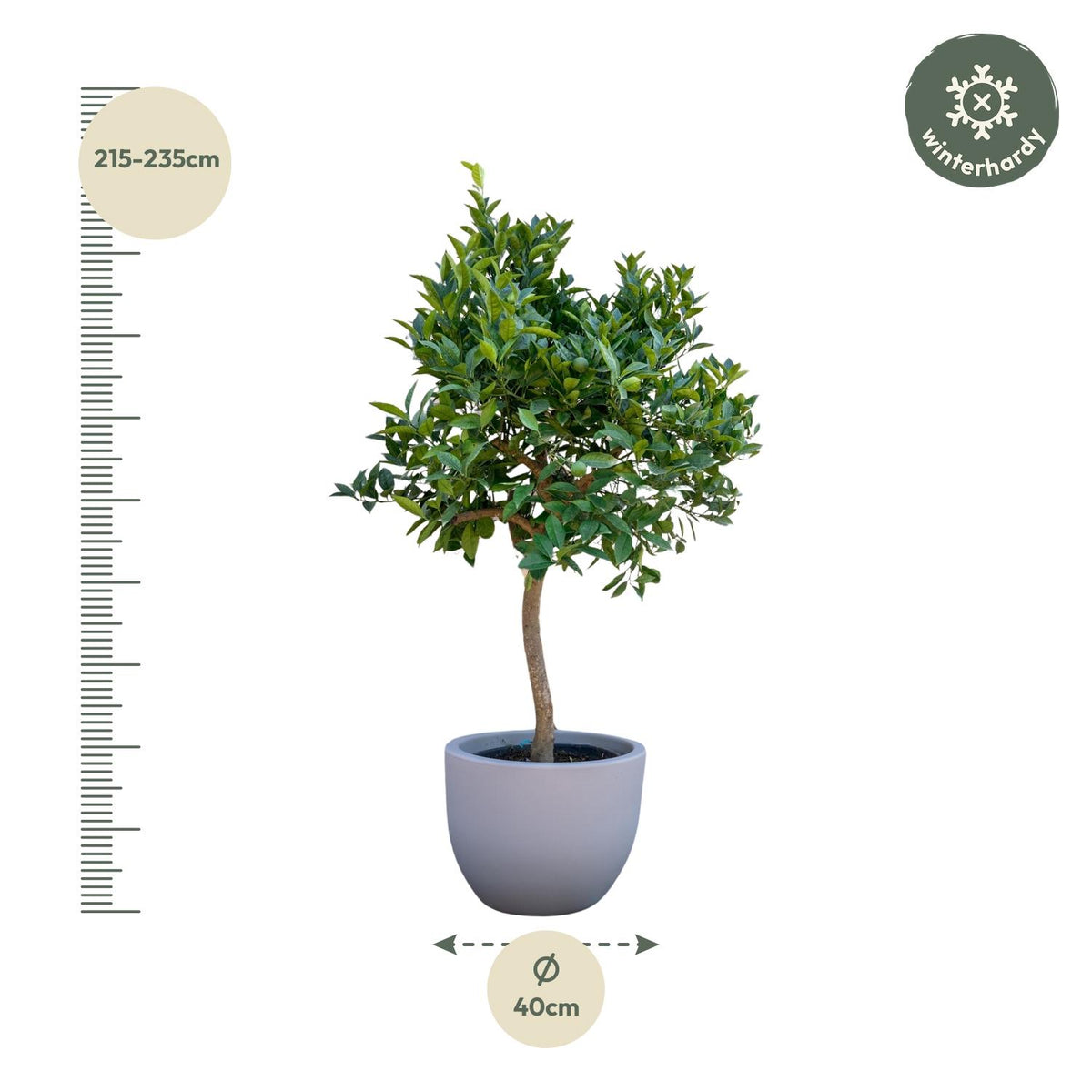 Citrusboompje (Citrus) – Ø35 cm, 200 cm hoog