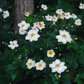 Anemone hyb. 'Honorine Jobert' (anémone d'automne) – 60 plants, Ø9 cm, 10–25 cm de haut