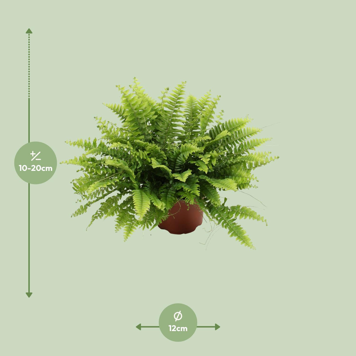 Nephrolepis Boston Green Moment (Schwertfarn) – Ø 12 cm, 20 cm hoch – Bild 7