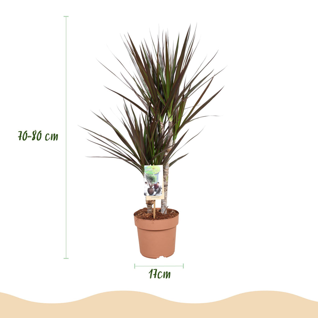 2× Dracaena Magenta (drakenboom) – Ø17 cm, 70–80 cm hoog
