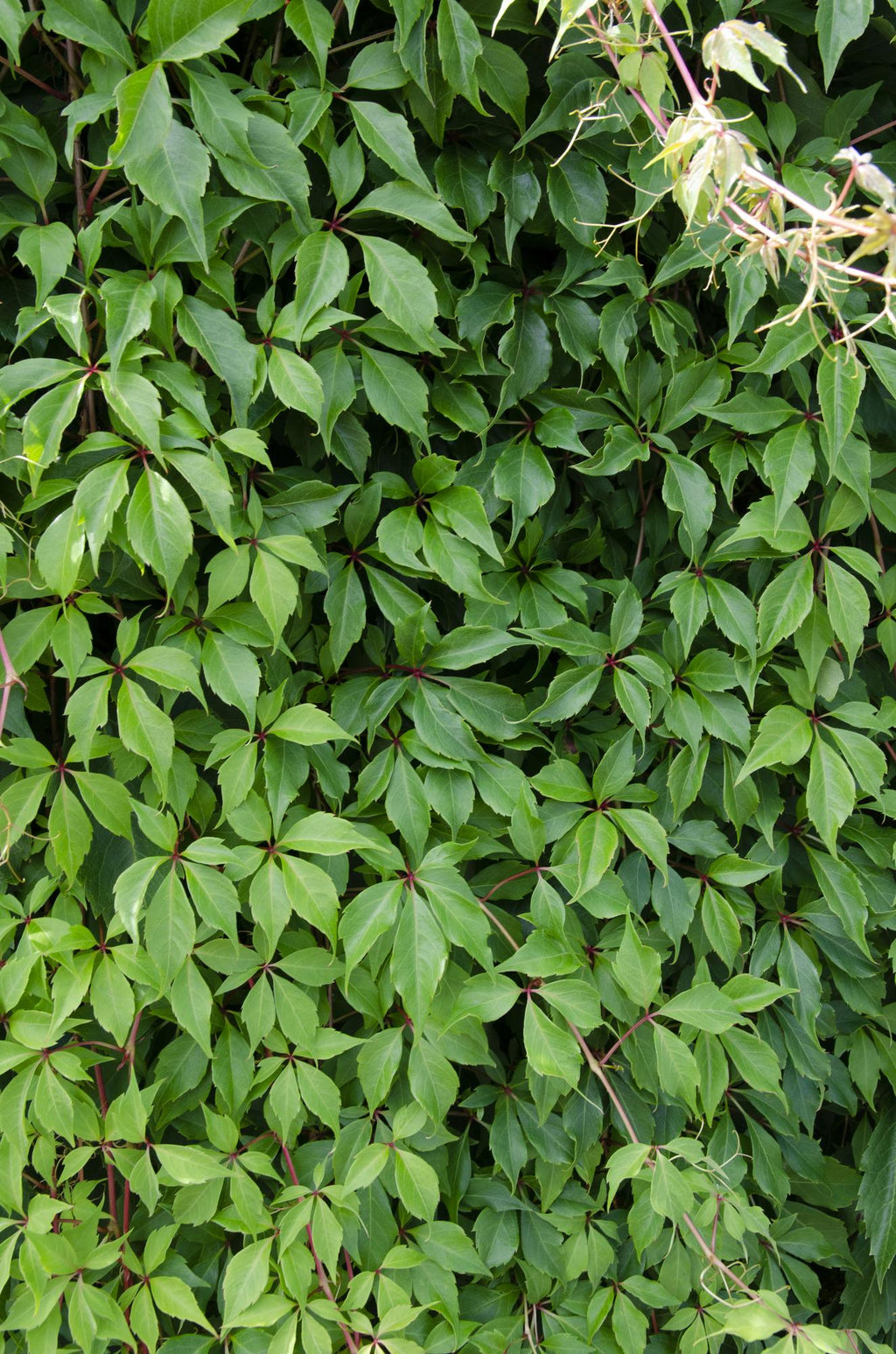 Parthenocissus q. (wild grape) – Ø15 cm, 65 cm high – photo 4