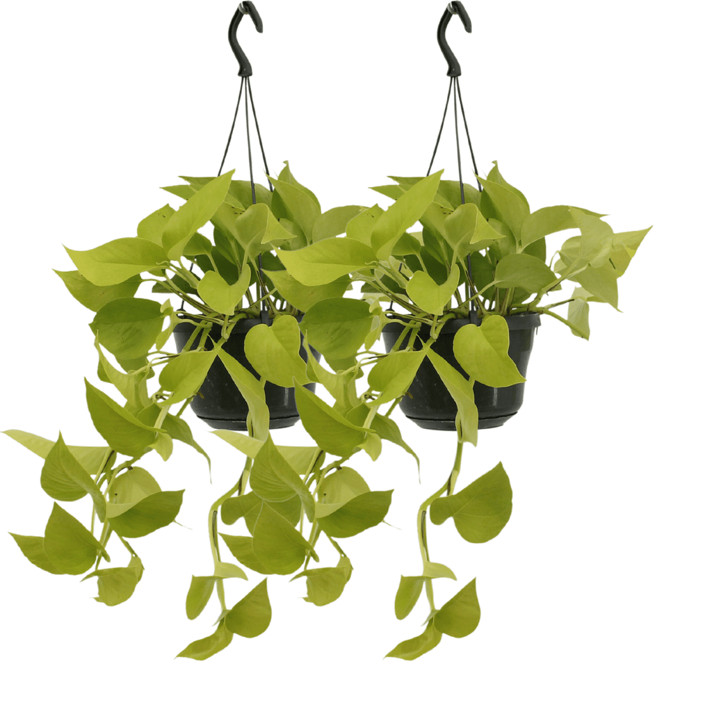 2× Scindapsus (Epipremnum) – Ø15 cm, 25 cm hoog
