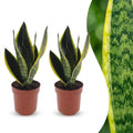 2× Sansevieria Future Superb (svigermors tunge) – Ø12 cm, 35 cm høj