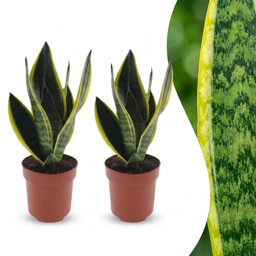 2× Sansevieria Future Superb (svigermors tunge) – Ø12 cm, 35 cm høj
