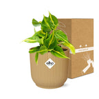 Philodendron scandens ‘Brasil’ in ELHO Vibes Fold 14cm geel – 20 cm hoog