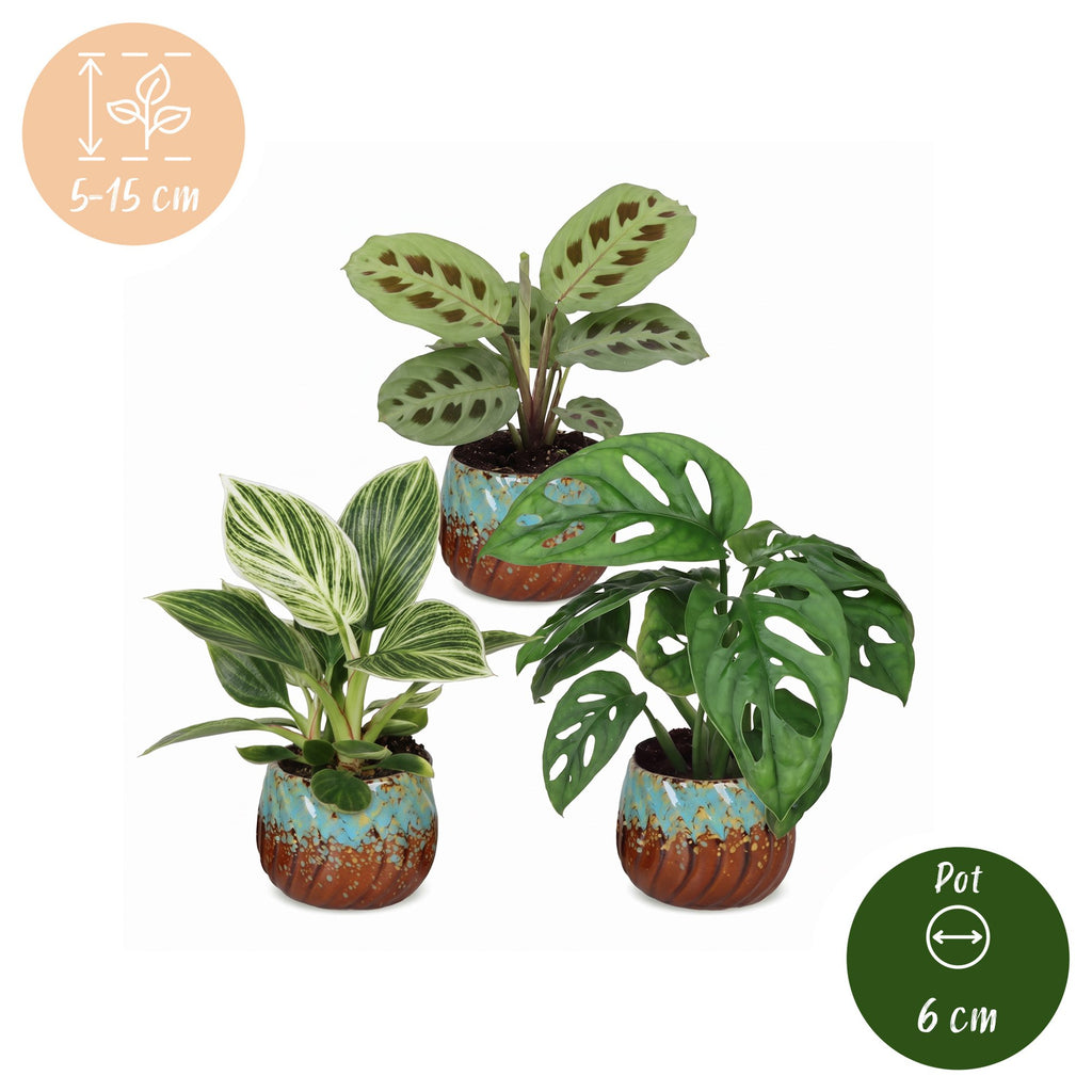 3× Box surprise de plantes d’intérieur incl. Copper Reef – Ø6 cm, 5–15 cm de haut