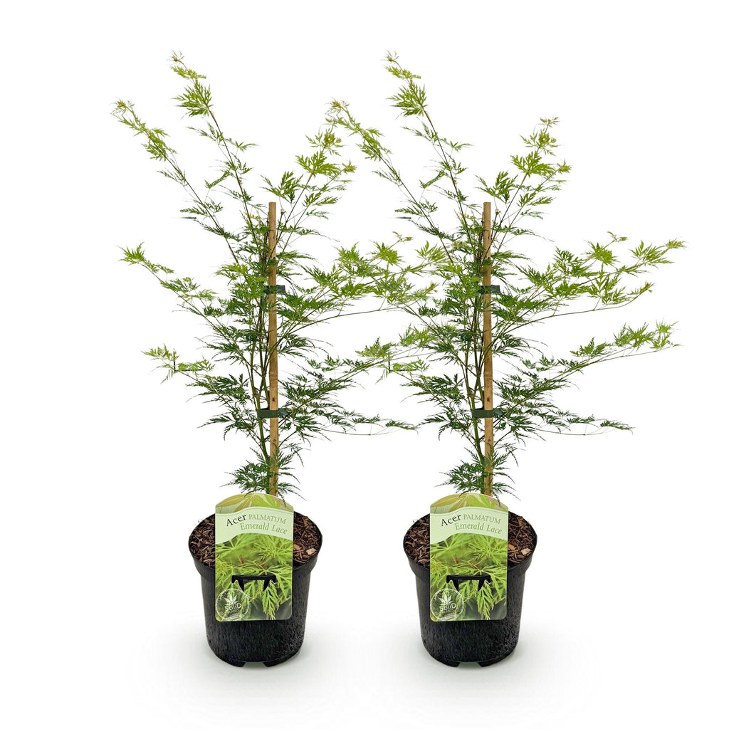 Acer palmatum 'Emerald Lace' (Japanischer Ahorn) – 2 Pflanzen, Ø 19 cm, 70 cm hoch – Bild 2