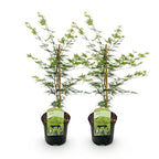 Acer palmatum 'Emerald Lace' (Japanischer Ahorn) – 2 Pflanzen, Ø 19 cm, 70 cm hoch
