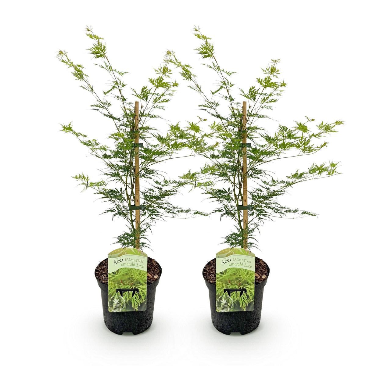 Acer palmatum 'Emerald Lace' (Japanischer Ahorn) – 2 Pflanzen, Ø 19 cm, 70 cm hoch – Bild 2