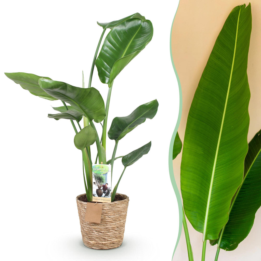 Stelitzia nicolai (Strelitzia) met mand – Ø17 cm, 70–90 cm hoog