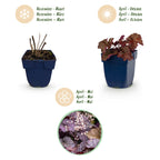 Heuchera micr. 'Palace Purple' (bell heather) – purple – 24 plants, Ø11 cm, 15–25 cm high
