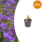 Geranium 'Azure Rush' (Storchschnabel) – 24 Pflanzen, Ø9 cm, 10–25 cm hoch