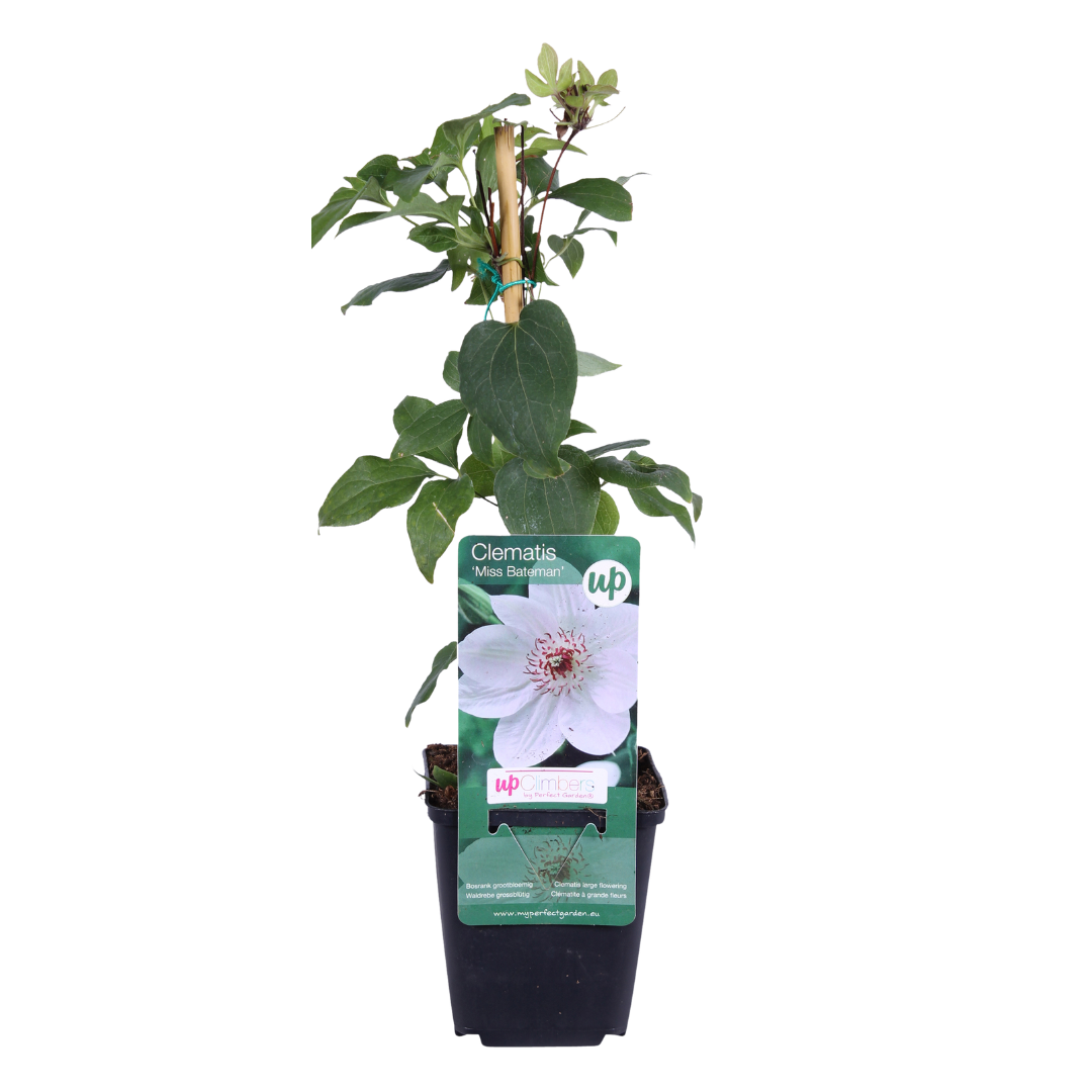 Clematis 'Miss Bateman' (bosrank) – 3 planten
