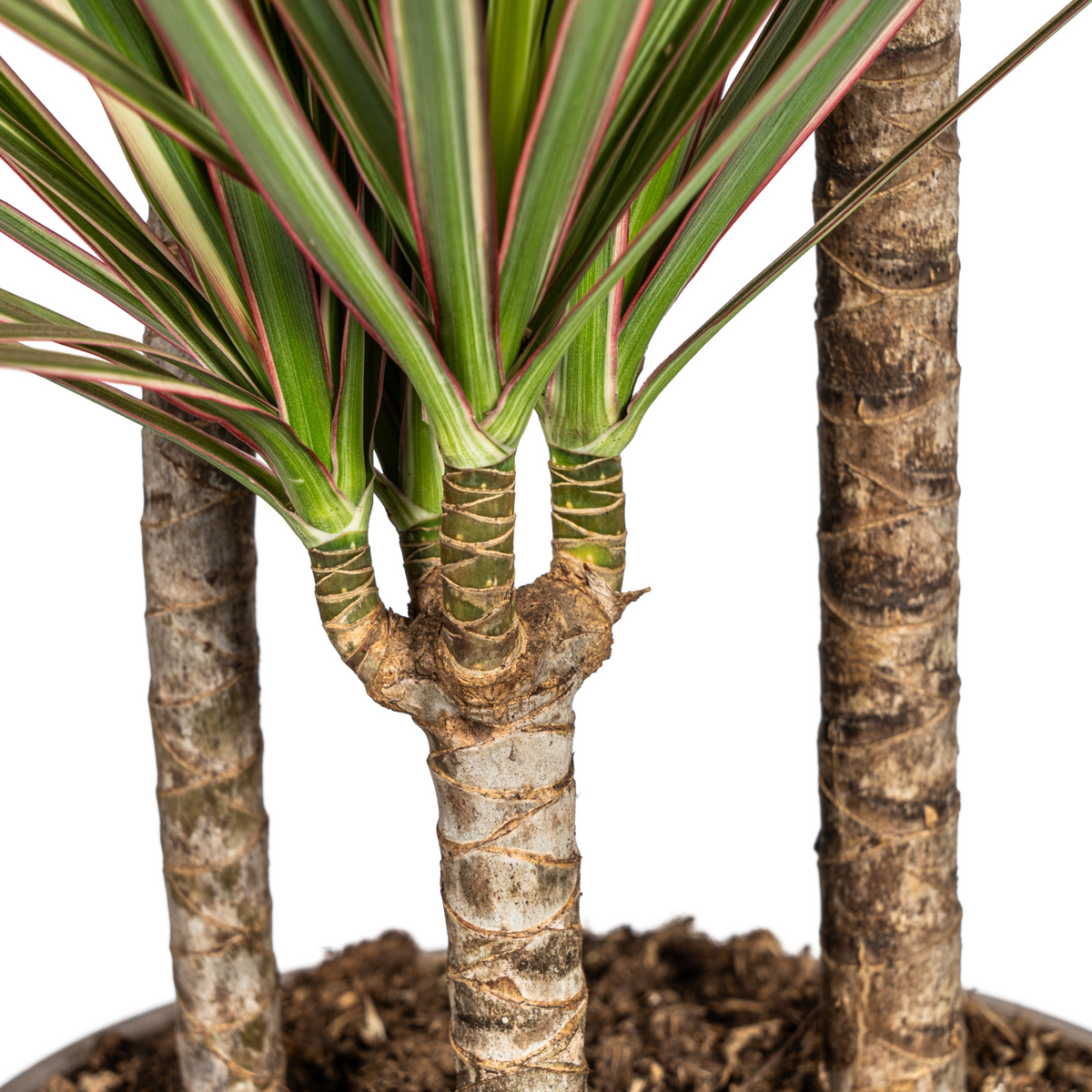 Dracaena marginata Bicolor (drakenboom) met mand – Ø21 cm, 110–130 cm hoog