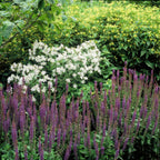 Salvia nemorosa 'Ostfriesland' (Salbei) – 48 Pflanzen, Ø 9 cm, 10–25 cm hoch