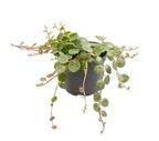 Peperomia Prostrata – Ø6 cm, 6 cm de haut